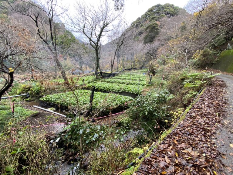 IW 1　S  5218374 768x576